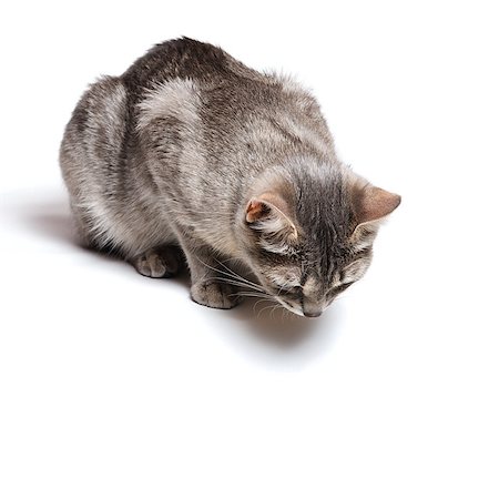 simsearch:400-06913157,k - beautiful tabby cat lying on white background Photographie de stock - Aubaine LD & Abonnement, Code: 400-06695179