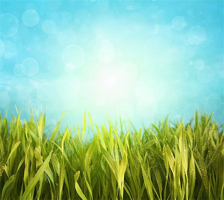 sandralise (artist) - Fresh spring grass with bright blue sky Foto de stock - Super Valor sin royalties y Suscripción, Código: 400-06695270