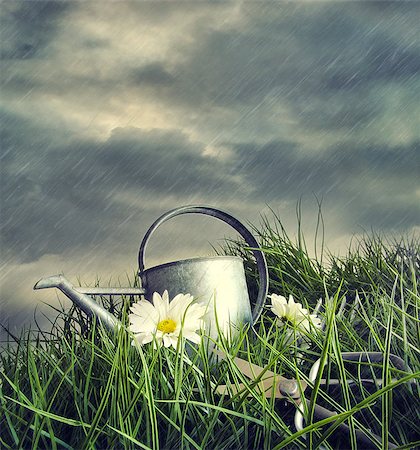 Watering can with flowers in a summer rain storm Stock Photo - Budget Royalty-Free & Subscription, Code: 400-06695284