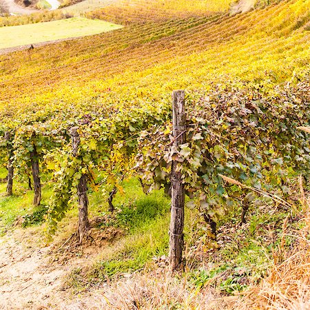 simsearch:400-04487894,k - Piemonte Region, Italy: vineyard during autumn season Photographie de stock - Aubaine LD & Abonnement, Code: 400-06695596