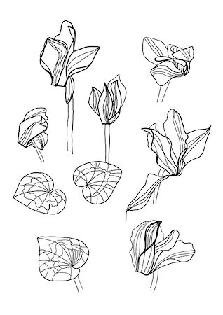 cyclamens pen drawing set Stockbilder - Microstock & Abonnement, Bildnummer: 400-06695808