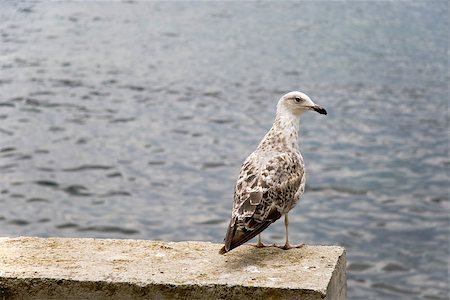 simsearch:400-07680375,k - large seagull stands on a rock near the water Stock Photo - Budget Royalty-Free & Subscription, Code: 400-06695812