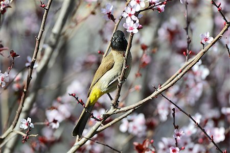 Beautiful bird in branches of a blossoming plum. Spectacled bulbul. Stockbilder - Microstock & Abonnement, Bildnummer: 400-06696096