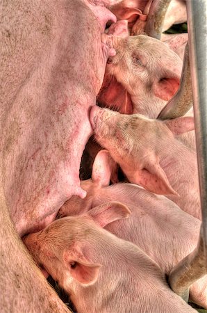 simsearch:400-04821349,k - Little piglets suckling their mother at the pig factory Foto de stock - Super Valor sin royalties y Suscripción, Código: 400-06696224