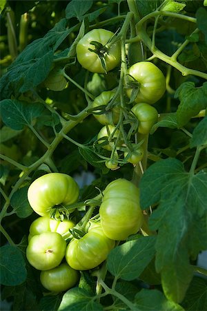 Close up of tomatoes growing inside a greenhouse Stock Photo - Budget Royalty-Free & Subscription, Code: 400-06696880