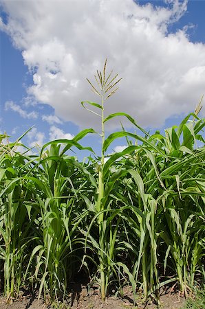 simsearch:400-05160292,k - beautiful green maize field Stock Photo - Budget Royalty-Free & Subscription, Code: 400-06696970