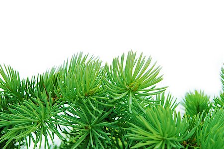 close-up of pine branches Stockbilder - Microstock & Abonnement, Bildnummer: 400-06696985