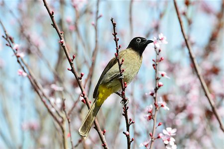 The white-spectacled Bulbul also known as the yellow-vented Bulbul. Stock Photo - Budget Royalty-Free & Subscription, Code: 400-06697116