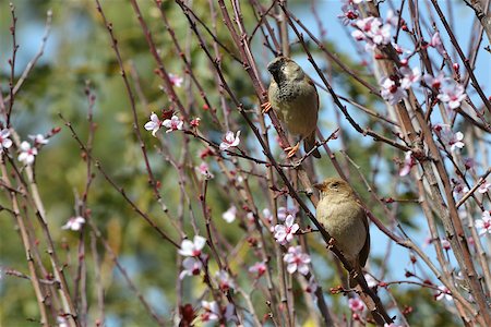 A pair of sparrows in flowers of a blossoming plum Foto de stock - Super Valor sin royalties y Suscripción, Código: 400-06697374