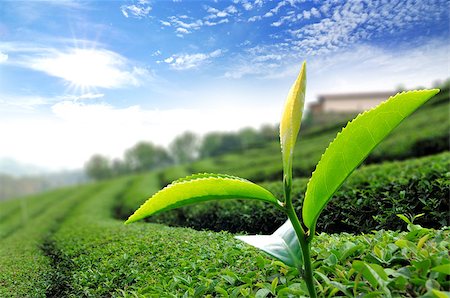 simsearch:400-06921179,k - Green tea leaf in the  tea plant Fotografie stock - Microstock e Abbonamento, Codice: 400-06697727