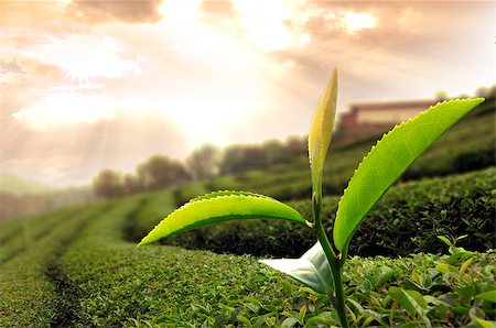 simsearch:400-06921179,k - Green tea leaf in the  tea plant Fotografie stock - Microstock e Abbonamento, Codice: 400-06697736