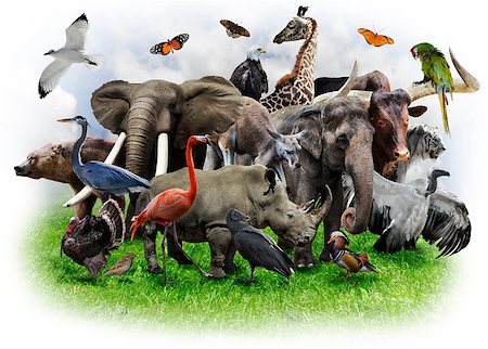 A Collage Of Wild Animals And Birds Photographie de stock - Aubaine LD & Abonnement, Code: 400-06698243