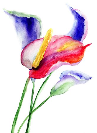 Calla Lily flowers, watercolor illustration Photographie de stock - Aubaine LD & Abonnement, Code: 400-06698677