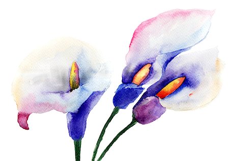 Calla Lily flowers, watercolor illustration Photographie de stock - Aubaine LD & Abonnement, Code: 400-06698670