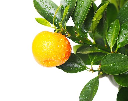 Branch with ripe tangerine and green leaves isolated on white background Photographie de stock - Aubaine LD & Abonnement, Code: 400-06698760
