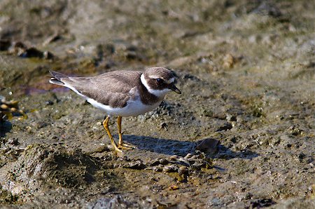 Ringed Plover searching for food on the beach. Stockbilder - Microstock & Abonnement, Bildnummer: 400-06699842