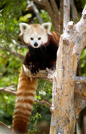 A Red Panda sits in a tree looking at the viewer Stock Photo - Budget Royalty-Free & Subscription, Code: 400-06691723