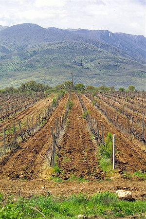 simsearch:400-04991371,k - Landscape with vineyards mountains at background Photographie de stock - Aubaine LD & Abonnement, Code: 400-06692665