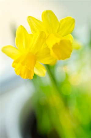 pot plant on window sill - Yellow Daffodils in spring time. Stock Photo - Budget Royalty-Free & Subscription, Code: 400-06693029