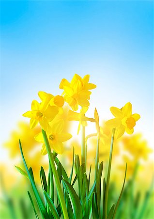 daffodil and landscape - Spring Daffodils on a bright blue sky. Stock Photo - Budget Royalty-Free & Subscription, Code: 400-06693030