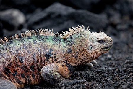 A colorful male marine iguana (amblyrhynchus cristatus) on a beach near Isabel Island in the Galapagos Islands during mating season. Stock Photo - Budget Royalty-Free & Subscription, Code: 400-06693160