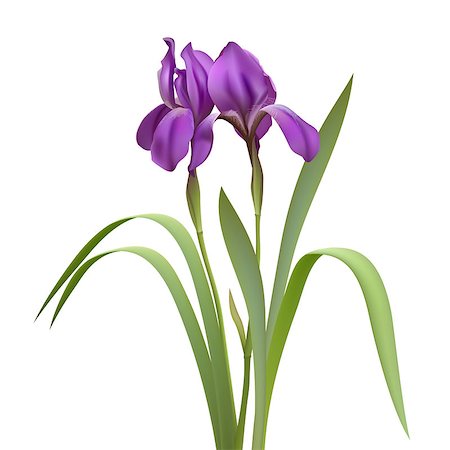 single purple flower on white background - Purple Iris Flowers Isolated on White Background. Vector illustration Stock Photo - Budget Royalty-Free & Subscription, Code: 400-06693183