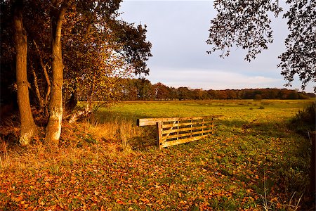 simsearch:400-07295947,k - typical Dutch rural landscape in autumn sunny day Fotografie stock - Microstock e Abbonamento, Codice: 400-06693228