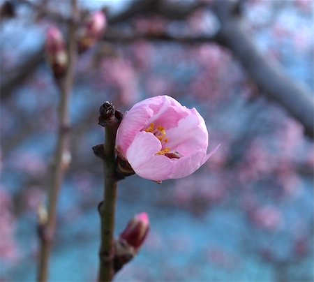 almond blossom against a blue sky. macro Stock Photo - Budget Royalty-Free & Subscription, Code: 400-06693431