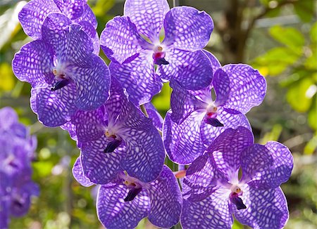 peterbaier (artist) - Orchid Vanda Foto de stock - Royalty-Free Super Valor e Assinatura, Número: 400-06693461