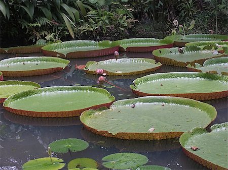 Giant Water Lillies photographed in Belem, Brazil Stock Photo - Budget Royalty-Free & Subscription, Code: 400-06693542