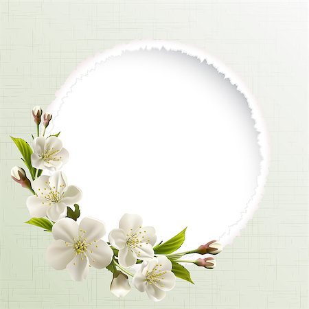 simsearch:400-05066044,k - Spring header with white cherry flowers, buds and copy space. Vector illustration Foto de stock - Royalty-Free Super Valor e Assinatura, Número: 400-06693857