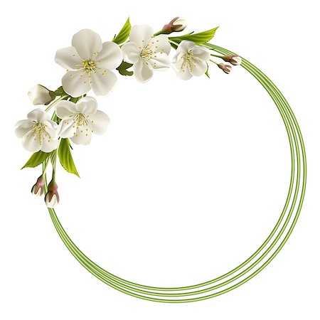 simsearch:400-05066044,k - Spring header with white cherry flowers, buds and copy space. Vector illustration Foto de stock - Royalty-Free Super Valor e Assinatura, Número: 400-06693859