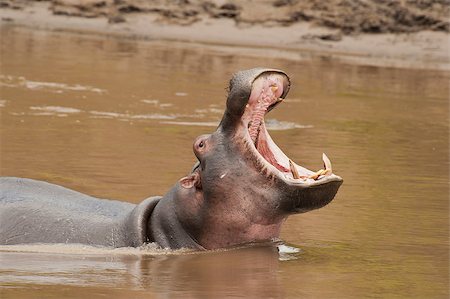 Hippopotamus in the Mara River in Kenya Photographie de stock - Aubaine LD & Abonnement, Code: 400-06700253