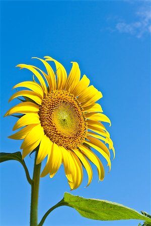 sritangphoto (artist) - Close up of sun flower against a blue sky Foto de stock - Royalty-Free Super Valor e Assinatura, Número: 400-06700268