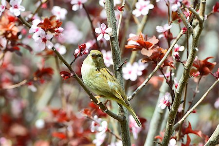 Beautiful flirty female sparrow on a branch with flowers Stockbilder - Microstock & Abonnement, Bildnummer: 400-06700429