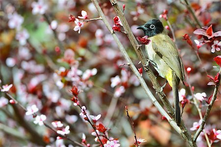 Bulbul hunts bees while sitting on a plum brunch Stock Photo - Budget Royalty-Free & Subscription, Code: 400-06700430