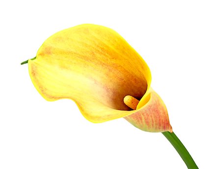 Yellow calla lily isolated on white background Photographie de stock - Aubaine LD & Abonnement, Code: 400-06700647