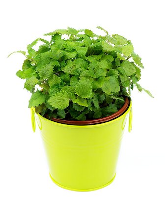 simsearch:400-04864980,k - Fresh Shrub of Lemon Balm in Yellow Flower Pot isolated on white background Photographie de stock - Aubaine LD & Abonnement, Code: 400-06700700