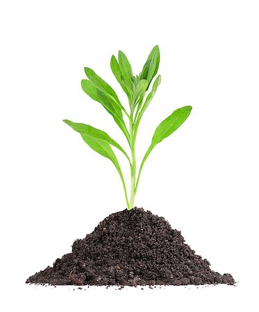 simsearch:400-04806477,k - Single fresh green plant in a mound of soil. Isolated on white background. Close-up. Studio photography. Stock Photo - Budget Royalty-Free & Subscription, Code: 400-06700875