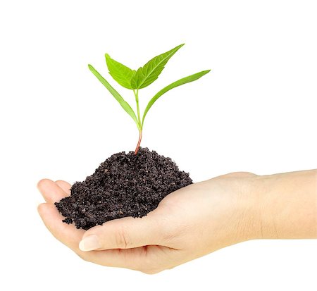 simsearch:400-04806477,k - Single fresh green plant with dirt in a hand. Isolated on white background. Close-up. Studio photography. Stock Photo - Budget Royalty-Free & Subscription, Code: 400-06700908