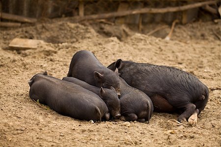 simsearch:400-05747707,k - Five pigs have a rest after a dinner Fotografie stock - Microstock e Abbonamento, Codice: 400-06701054