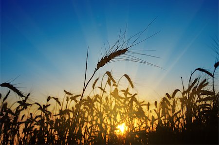 fields gold sunset - wheat ears against the blue sky with sunset Stock Photo - Budget Royalty-Free & Subscription, Code: 400-06701093