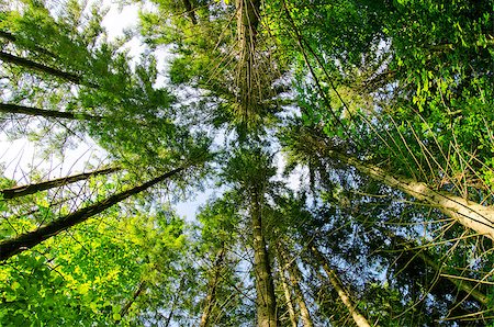 pine forest under in mountain Carpathians Stockbilder - Microstock & Abonnement, Bildnummer: 400-06701379