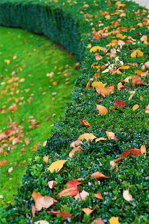 Boxwood bush with autumn leaves Stock Photo - Budget Royalty-Free & Subscription, Code: 400-06735786