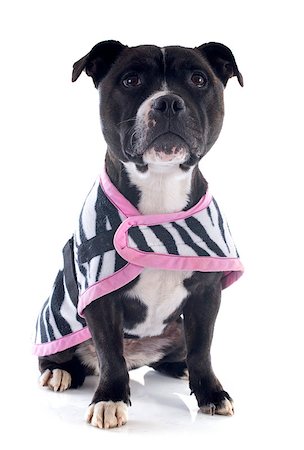 simsearch:400-06565923,k - portrait of a staffordshire bull terrier withe coat in front of white background Photographie de stock - Aubaine LD & Abonnement, Code: 400-06735945