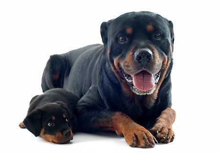 simsearch:400-08669628,k - portrait of a purebred rottweiler puppy and adult in front of white background Stock Photo - Budget Royalty-Free & Subscription, Code: 400-06735940