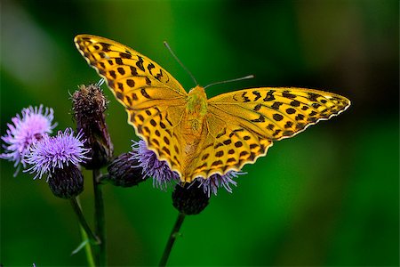 simsearch:400-08706648,k - Yellow butterfly and purple flower. Foto de stock - Royalty-Free Super Valor e Assinatura, Número: 400-06735958