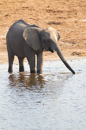 simsearch:400-04277937,k - A herd of African elephants (Loxodonta Africana) on the banks of the Chobe River in Botswana drinking water Photographie de stock - Aubaine LD & Abonnement, Code: 400-06736235