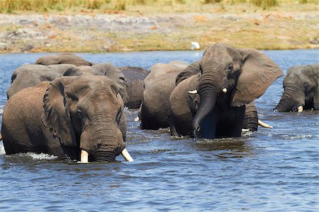 A herd of African elephants (Loxodonta Africana) on the banks of the Chobe River in Botswana drinking water Stock Photo - Budget Royalty-Free & Subscription, Code: 400-06736239