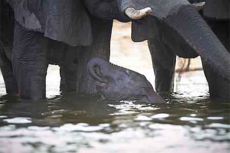 simsearch:400-04751243,k - A herd of African elephants (Loxodonta Africana) on the banks of the Chobe River in Botswana drinking water, with juveniles and a calf Photographie de stock - Aubaine LD & Abonnement, Code: 400-06736231